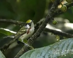 Dendroica pensylvanica