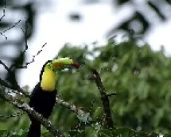 Ramphastos sulfuratus