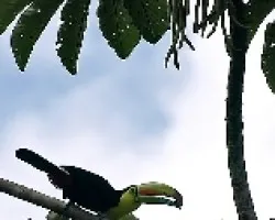 Ramphastos sulfuratus
