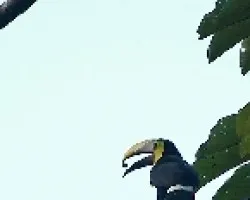 Ramphastos swainsonii