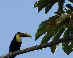 Ramphastos swainsonii