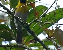 Caryothraustes poliogaster