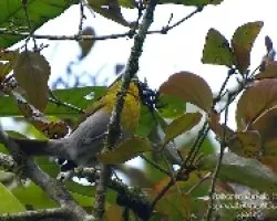 Caryothraustes poliogaster