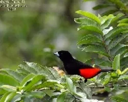 Ramphocelus passerinii Macho