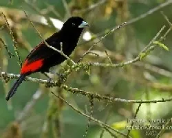 Ramphocelus passerinii Macho