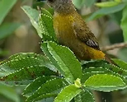 Ramphocelus passerinii hembra