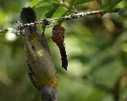 Ramphocelus passerinii hembra