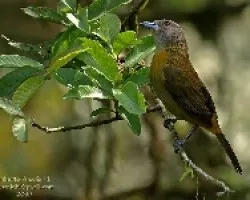Ramphocelus passerinii hembra