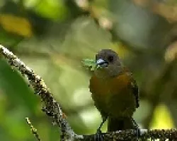 Ramphocelus passerinii hembra