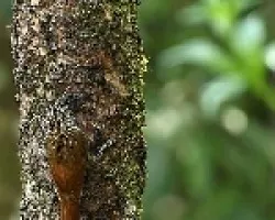 Trepador