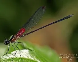 Libélula