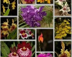 exposicion de orquideas