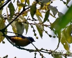 Euphnia elegantissima