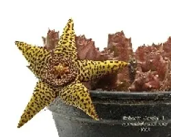 Flor de Cactus