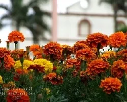 Claveles de la India