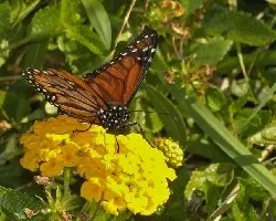 Mariposa Momiji