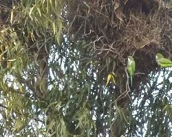 Myiopsitta monachus