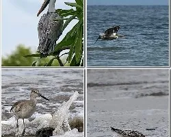 Aves marinas