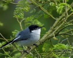 Polioptila albiloris
