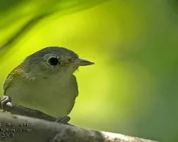 Lesser Greenlet