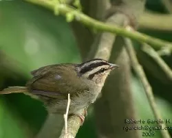 Arremonops rufivirgatus