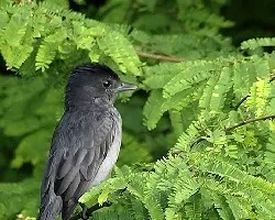 Pachyramphus aglaiae