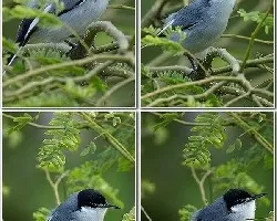 Polioptila albiloris