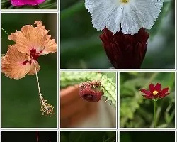 Flores