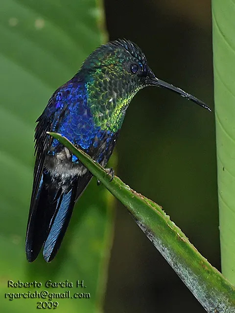 Foto