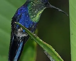 Thalurania colombica 1