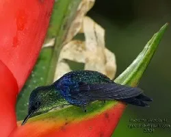 Thalurania colombica 2