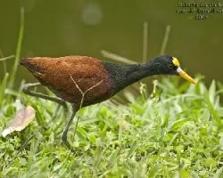 Jacana spinosa