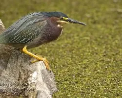 Butorides virescens