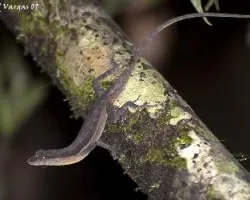 Norops polylepis 