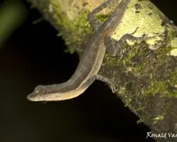 Norops polylepis 