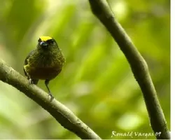 Euphonia