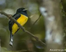 Black Throated
