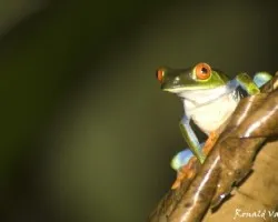 Agalychnis