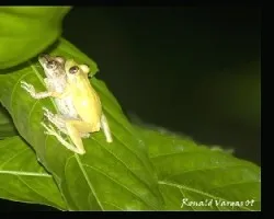 Scinax 