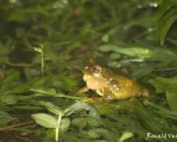 Smilisca