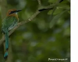Motmot