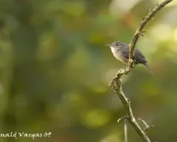 Wren