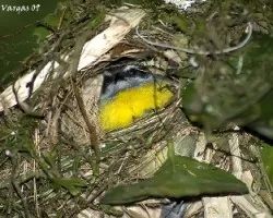 Bananaquit