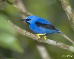 Shining-honey Creeper