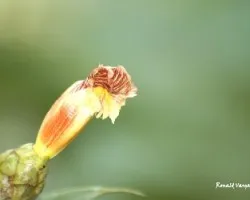 Costus