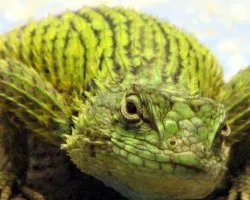 lagartja verde espinosa