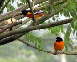 visitas coloridas