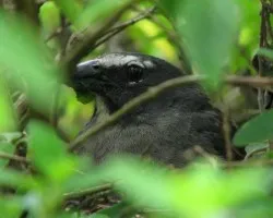 Saltator coerulescens