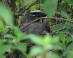 Saltator coerulescens