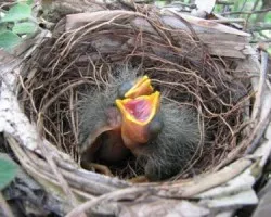Saltator coerulescens